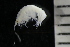  ( - ZMBN_148013)  @11 [ ] Creative Commons BY NC SA (2022) University of Bergen Natural History Collections
