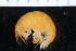  ( - ZMBN_148031)  @11 [ ] Creative Commons BY NC SA (2022) University of Bergen Natural History Collections
