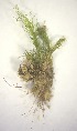  (Ditrichum - HG 18-13)  @11 [ ] No Rights Reserved  Unspecified Unspecified