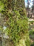  (Neckera douglasii - HG 15-01)  @11 [ ] No Rights Reserved  Unspecified Unspecified