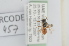  (Lasioglossum villosulum - RBINS-AP457)  @11 [ ] Unspecified (default): All Rights Reserved  Unspecified Unspecified