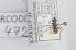  ( - RBINS-AP472)  @11 [ ] Unspecified (default): All Rights Reserved  Unspecified Unspecified