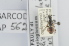  (Lasioglossum dolichocephalum hierosolymae - RBINS-AP562)  @11 [ ] Unspecified (default): All Rights Reserved  Unspecified Unspecified
