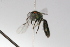  ( - MACN-En 9760)  @12 [ ] Copyright (2012) MACN Museo Argentino de Ciencias Naturales 