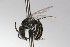  ( - MACN-En 9774)  @11 [ ] Copyright (2012) MACN Museo Argentino de Ciencias Naturales 