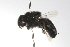  (Colletes cyanescens - MACN-En 9786)  @13 [ ] Copyright (2012) MACN Museo Argentino de Ciencias Naturales 