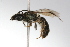  (Corynura rgv 1 - MACN-En 9727)  @13 [ ] Copyright (2012) MACN Museo Argentino de Ciencias Naturales 