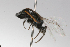  ( - MACN-En 9776)  @12 [ ] Copyright (2012) MACN Museo Argentino de Ciencias Naturales 