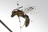  ( - MACN-En 9765)  @13 [ ] Copyright (2012) MACN Museo Argentino de Ciencias Naturales 