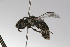 ( - MACN-En 9777)  @13 [ ] Copyright (2012) MACN Museo Argentino de Ciencias Naturales 