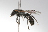  ( - MACN-En 9730)  @14 [ ] Copyright (2012) MACN Museo Argentino de Ciencias Naturales 