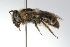  ( - MACN-En 9790)  @13 [ ] Copyright (2012) MACN Museo Argentino de Ciencias Naturales 