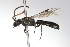  ( - MACN-En 9731)  @14 [ ] Copyright (2012) MACN Museo Argentino de Ciencias Naturales 