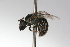  ( - MACN-En 9779)  @13 [ ] Copyright (2012) MACN Museo Argentino de Ciencias Naturales 