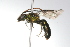  ( - MACN-En 9720)  @14 [ ] Copyright (2012) MACN Museo Argentino de Ciencias Naturales 