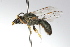 ( - MACN-En 9744)  @11 [ ] Copyright (2012) MACN Museo Argentino de Ciencias Naturales 