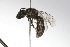  (Lasioglossum rgv 1 - MACN-En 9780)  @14 [ ] Copyright (2012) MACN Museo Argentino de Ciencias Naturales 