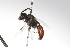  (Sphecodes rgv 1 - MACN-En 9781)  @13 [ ] Copyright (2012) MACN Museo Argentino de Ciencias Naturales 