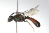  ( - MACN-En 9734)  @14 [ ] Copyright (2012) MACN Museo Argentino de Ciencias Naturales 