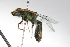  ( - MACN-En 9746)  @13 [ ] Copyright (2012) MACN Museo Argentino de Ciencias Naturales 