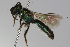  ( - MACN-En 8287)  @11 [ ] Copyright (2012) MACN Museo Argentino de Ciencias Naturales 