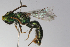  (Caenohalictus pygosinuatum - MACN-En 9860)  @11 [ ] Copyright (2012) MACN Museo Argentino de Ciencias Naturales 
