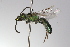  (Caenohalictus thamyris - MACN-En 9872)  @14 [ ] Copyright (2012) MACN Museo Argentino de Ciencias Naturales 