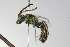  (Caenohalictus monilicornis - MACN-En 9861)  @14 [ ] Copyright (2012) MACN Museo Argentino de Ciencias Naturales 