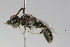  ( - MACN-En 9827)  @13 [ ] Copyright (2012) MACN Museo Argentino de Ciencias Naturales 