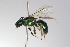  (Corynura chloris - MACN-En 9853)  @14 [ ] Copyright (2012) MACN Museo Argentino de Ciencias Naturales 