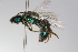 ( - MACN-En 9854)  @11 [ ] Copyright (2012) MACN Museo Argentino de Ciencias Naturales 