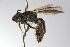  ( - MACN-En 9843)  @11 [ ] Copyright (2012) MACN Museo Argentino de Ciencias Naturales 