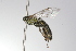  ( - MACN-En 9878)  @12 [ ] Copyright (2012) MACN Museo Argentino de Ciencias Naturales 