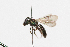  (Caenohalictus rgv 1 - MACN-En 19577)  @11 [ ] Copyright (2015) Rocío González-Vaquero Museo Argentino de Ciencias Naturales "Bernardino Rivadavia"