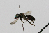  (Caenohalictus rgv 2 - MACN-En 19587)  @13 [ ] Copyright (2015) Rocío González-Vaquero Museo Argentino de Ciencias Naturales "Bernardino Rivadavia"