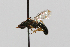  ( - MACN-En 8481)  @11 [ ] Copyright (2015) Rocío González-Vaquero Museo Argentino de Ciencias Naturales "Bernardino Rivadavia"
