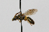  ( - MACN-En 19625)  @11 [ ] Copyright (2015) Rocío González-Vaquero Museo Argentino de Ciencias Naturales "Bernardino Rivadavia"
