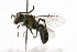  ( - MACN-En 8256)  @14 [ ] Copyright (2011) MACN Museo Argentino de Ciencias Naturales 