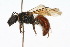  (Corynura bruchiana - MACN-En 8154)  @14 [ ] Copyright (2011) MACN Museo Argentino de Ciencias Naturales 