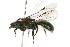  (Caenohalictus flammeus - MACN-En 8292)  @14 [ ] Copyright (2011) MACN Museo Argentino de Ciencias Naturales 