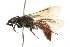  (Corynura heterochlora - MACN-En 8218)  @11 [ ] Copyright (2011) MACN Museo Argentino de Ciencias Naturales 