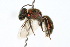  (Corynura aureoviridis - MACN-En 8202)  @14 [ ] Copyright (2011) MACN Museo Argentino de Ciencias Naturales 