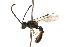  ( - MACN-En 8171)  @14 [ ] Copyright (2011) MACN Museo Argentino de Ciencias Naturales 