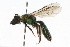 ( - MACN-En 8289)  @15 [ ] Copyright (2011) MACN Museo Argentino de Ciencias Naturales 