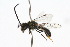  ( - MACN-En 8178)  @14 [ ] Copyright (2011) MACN Museo Argentino de Ciencias Naturales 