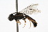  ( - MACN-En 8172)  @14 [ ] Copyright (2011) MACN Museo Argentino de Ciencias Naturales 