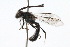  (Corynura sp. rgv 3a - MACN-En 8207)  @14 [ ] Copyright (2011) MACN Museo Argentino de Ciencias Naturales 