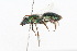  ( - MACN-En 8275)  @14 [ ] Copyright (2011) MACN Museo Argentino de Ciencias Naturales 