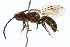  ( - MACN-En 8204)  @14 [ ] Copyright (2011) MACN Museo Argentino de Ciencias Naturales 