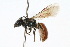 ( - MACN-En 8123)  @14 [ ] Copyright (2011) MACN Museo Argentino de Ciencias Naturales 